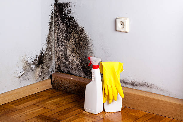 Best Commercial Mold Inspection  in South Pottstown, PA